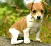 cheseva-cheshire - Dogzer criador de perros 