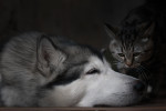 Un Malamute d'Alaska allongé avec un chaton 