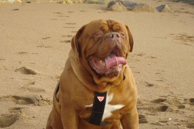 Dogue De Bordeaux Bingo De La Demeure Combreenne Dogo De Burdeos Espece