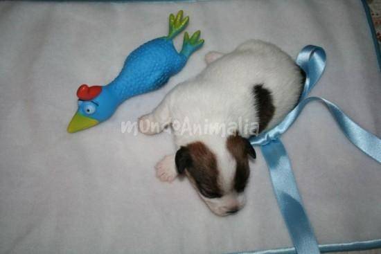 Bella - Jack Russell terrier (4 meses)