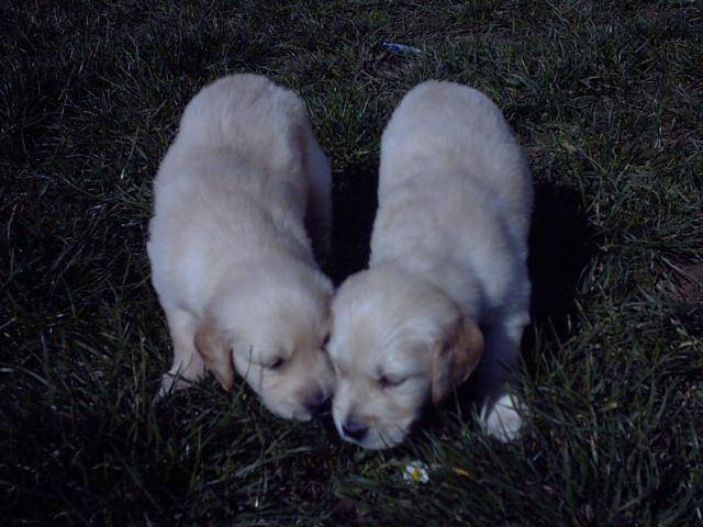 Golden Retriever Golden Retriever Espece