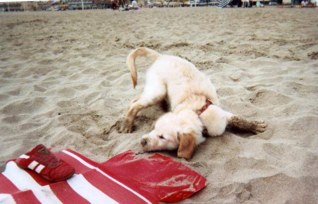 Golden Retriever Golden Retriever Espece