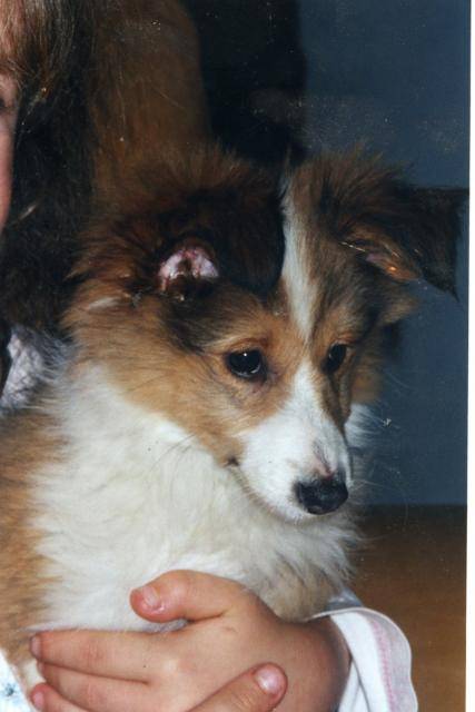 Berger Des Shetlands Spirou Bebe Pastor De Las Islas Shetland Espece