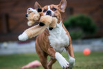 Un American Staffordshire Terrier qui court avec une peluche 