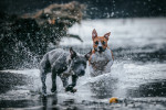 Deux American Staffordshire Terrier courent dans l'eau