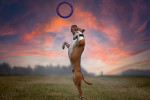 Un American Staffordshire Terrier qui saute pour attraper un anneau