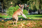 Foto American Staffordshire Terrier