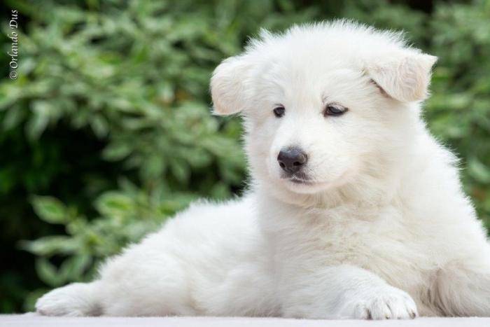 Beau Chiot Berger Blanc Suisse De Kenza Pastor Blanco Suizo Espece