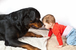 Un Rottweiler qui joue avec un enfant en bas âge
