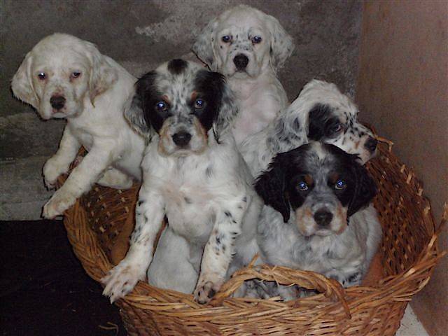 Les Bebes De Bali Et Babou A 2 Mois Setter Ingles Espece