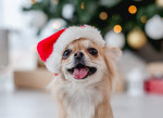 Un Chihuahua qui porte un bonnet de Noël