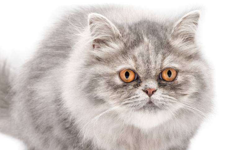 Chat persan gris sur fond blanc aux yeux orange